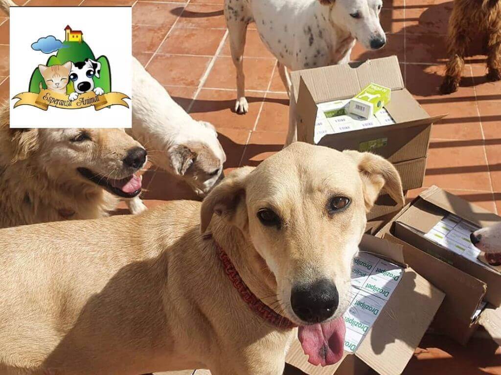 Perros para adoptar en Medellín