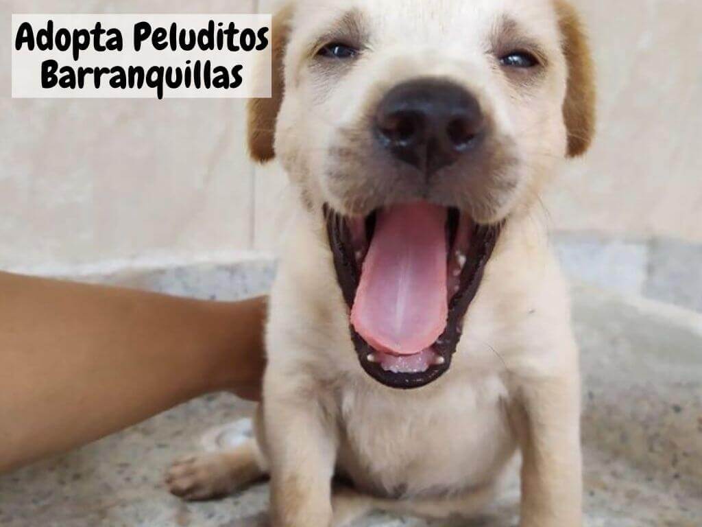 Perros en adopción en Barranquilla