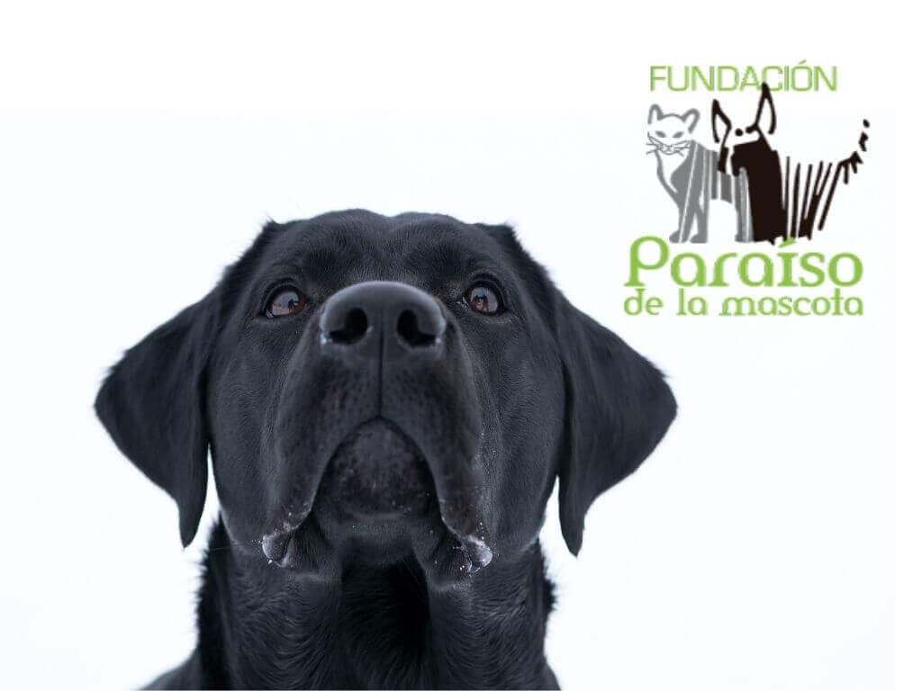 Fundación Paraíso de la Mascota en Cali: