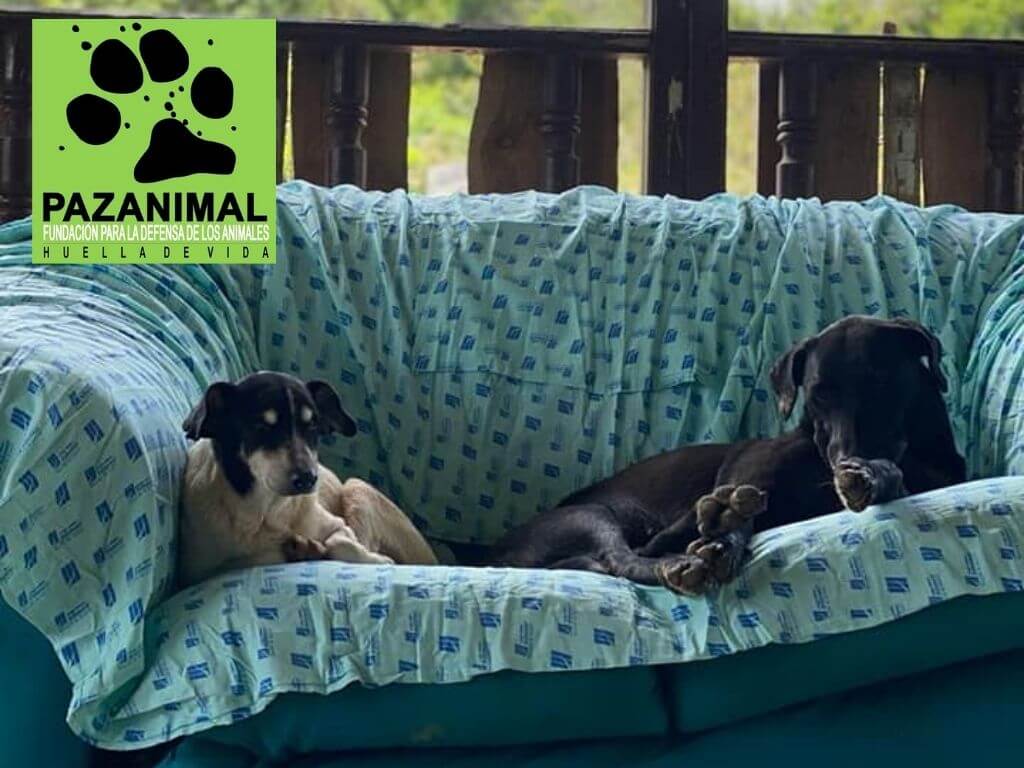 Perros para adoptar en Cali: Fundación Paz Animal Huella de Vida