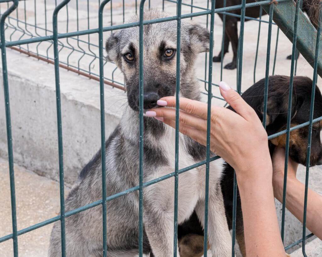 Perros en Adopción en Puebla