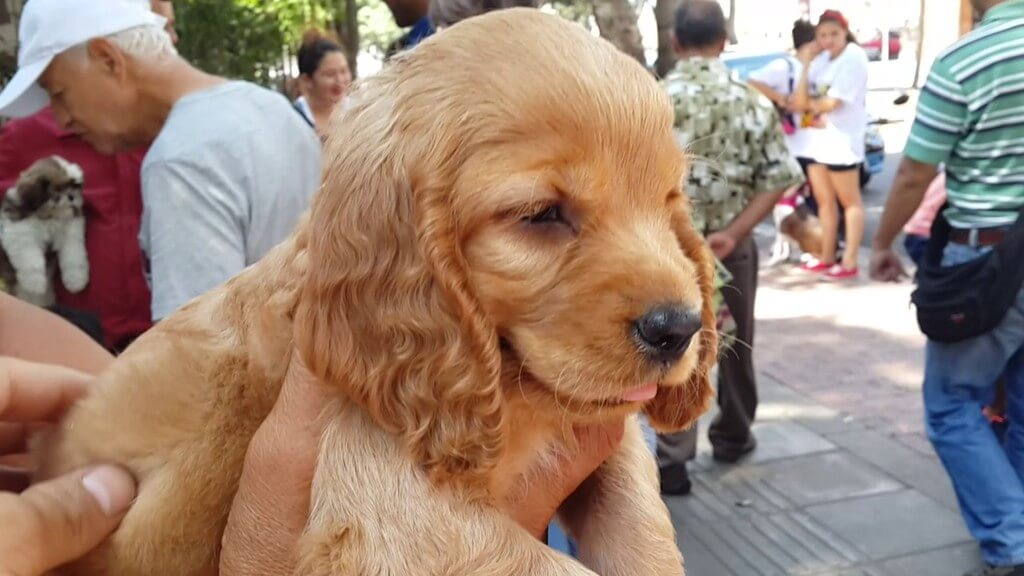 Perros en adopción en Bucaramanga